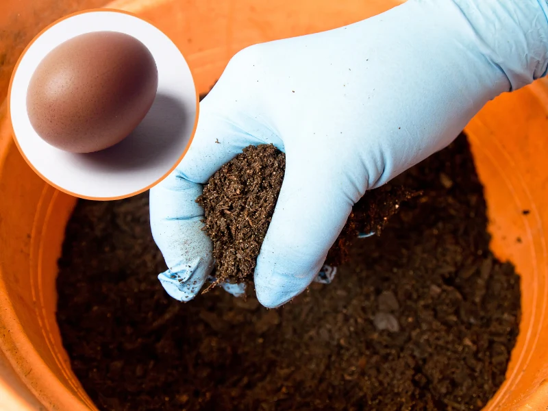 Jest bardzo ważny powód, aby zakopać jajko w doniczce z zamiokulkasem Jest bardzo ważny powód, aby zakopać jajko w doniczce z zamiokulkasem