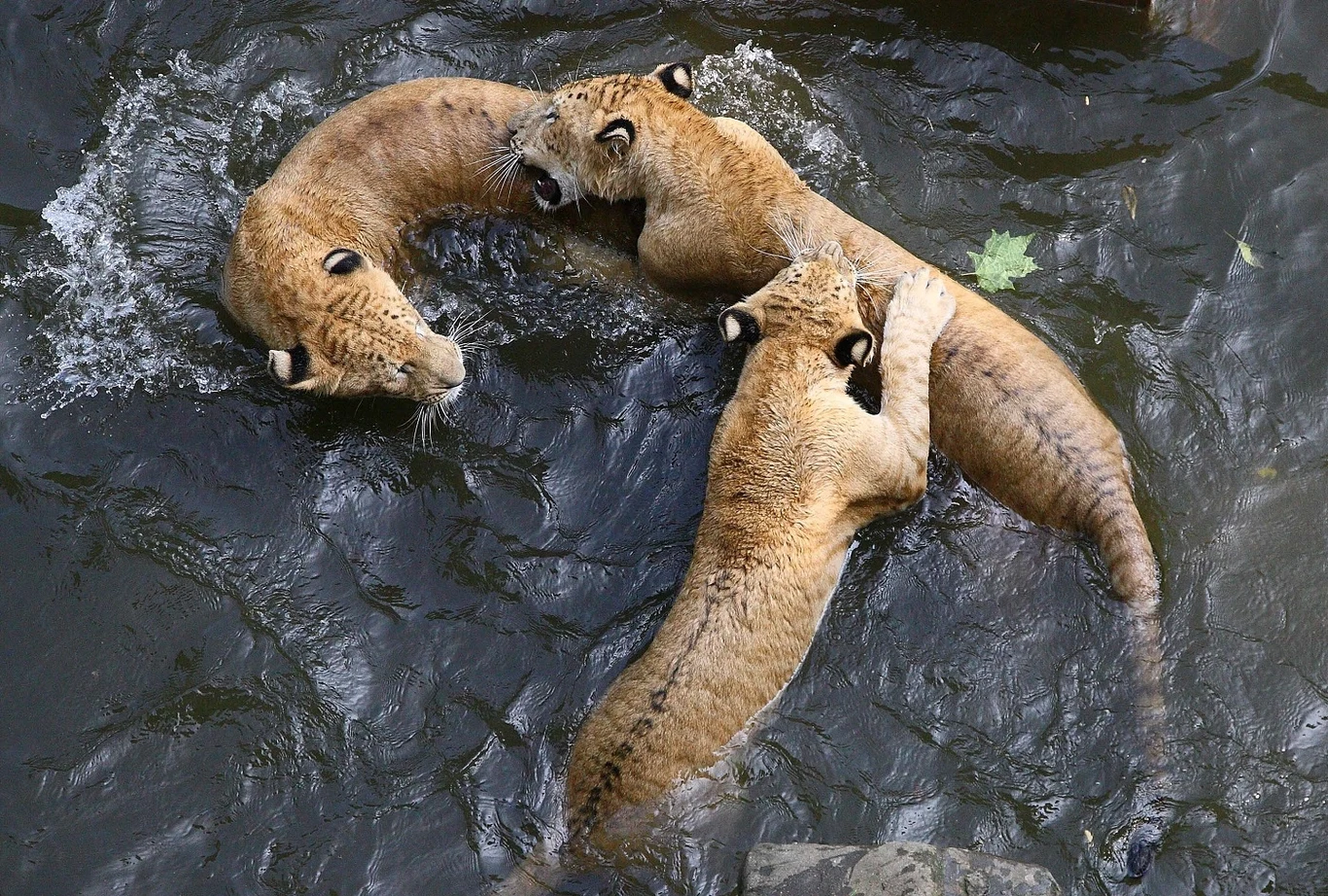 Lygrysy w basenie ogrodu zoologicznego w Nanjing, stolicy prowincji Jiangsu we wschodnich Chinach (2 lipca 2011 roku)