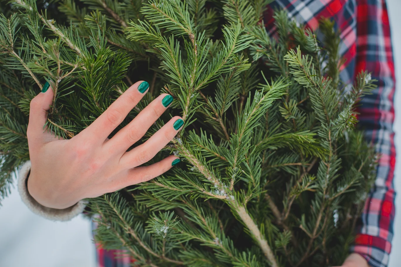 Jak dbać o jodłę kaukaską w doniczce? 