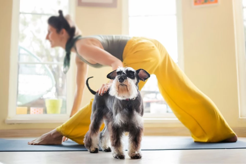 Czy Puppy Yoga to dobry pomysł... dla psa?