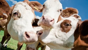 CO2 prosto od krowy. Nowy raport FAO