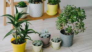 Kupujesz takie doniczki? Mogą przyczyniać się do gnicia roślin