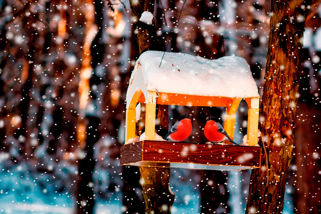 Zima to trudny okres dla wszystkich zwierząt. Powinniśmy o nie zadbać i zacząć dokarmiać na przykład ptaki. Dokarmianie ptaków powinno się jednak odbywać we właściwy sposób i stosownym pokarmem, aby im nie zaszkodzić. Zima to trudny okres dla wszystkich zwierząt. Powinniśmy o nie zadbać i zacząć dokarmiać na przykład ptaki. Dokarmianie ptaków powinno się jednak odbywać we właściwy sposób i stosownym pokarmem, aby im nie zaszkodzić.