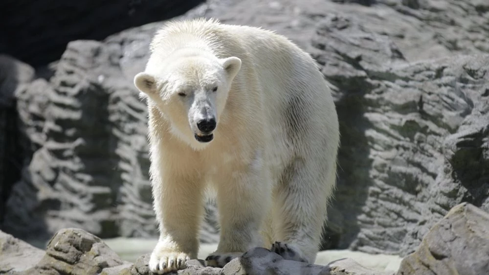 Praskie niedźwiedzie polarne zamieszkają w nowym pawilonie Praskie niedźwiedzie polarne zamieszkają w nowym pawilonie