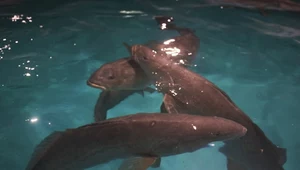 Ryby totoaba są gatunkiem zagrożónym. Ich połowy są zakazane