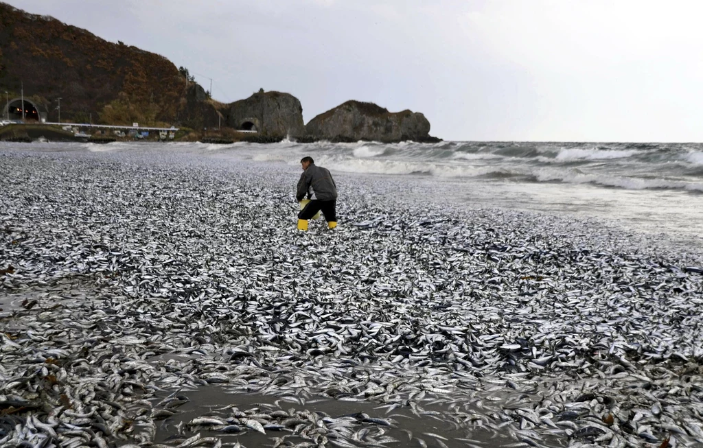 U wybrzeży japońskiej wyspy Hokkaido morze wyrzuciło tysiące martwych ryb U wybrzeży japońskiej wyspy Hokkaido morze wyrzuciło tysiące martwych ryb