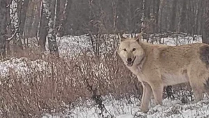 Gmina Łabiszyn ostrzega przed psowilkiem