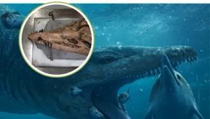 Podwodny tyranozaur w rękach Davida Attenborough. Wkrótce go pokaże