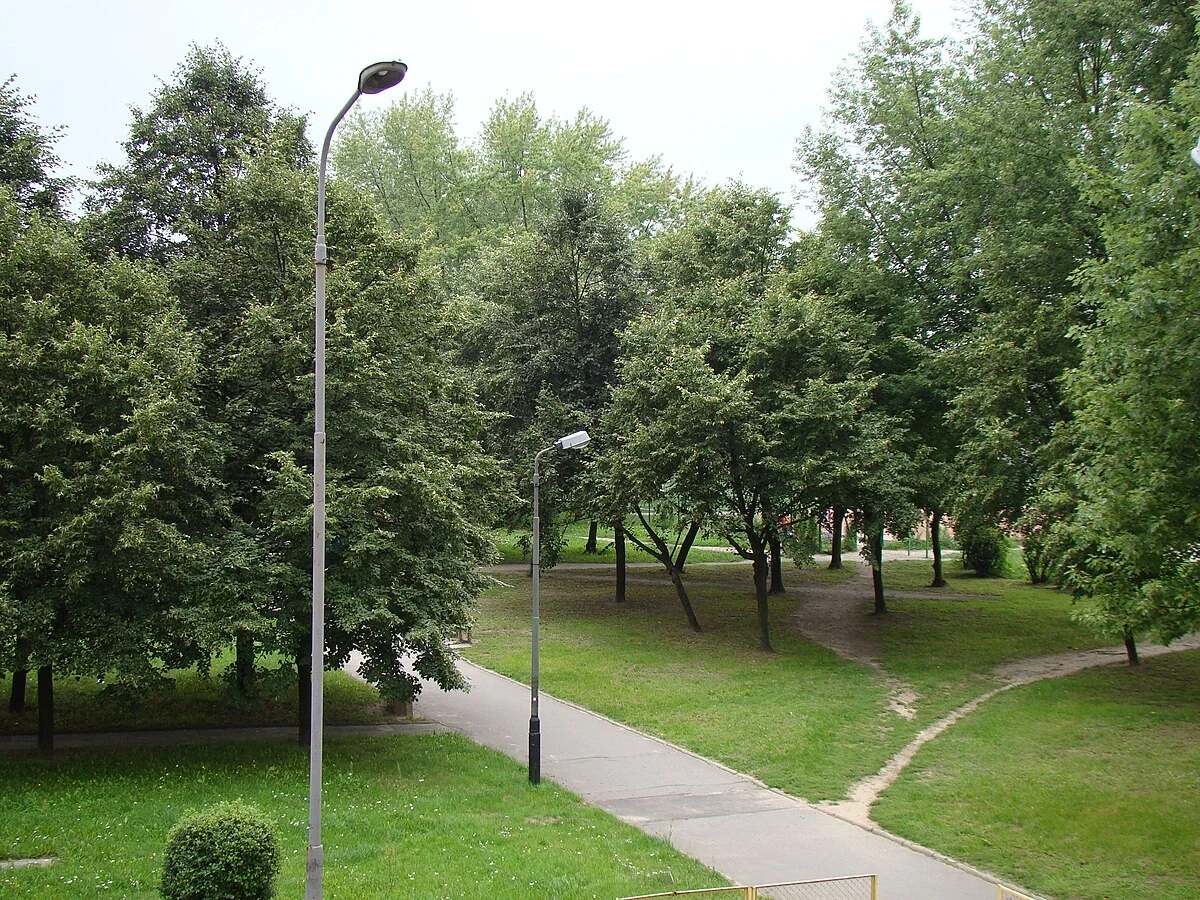 Drzewa w Łodzi Drzewa w Łodzi