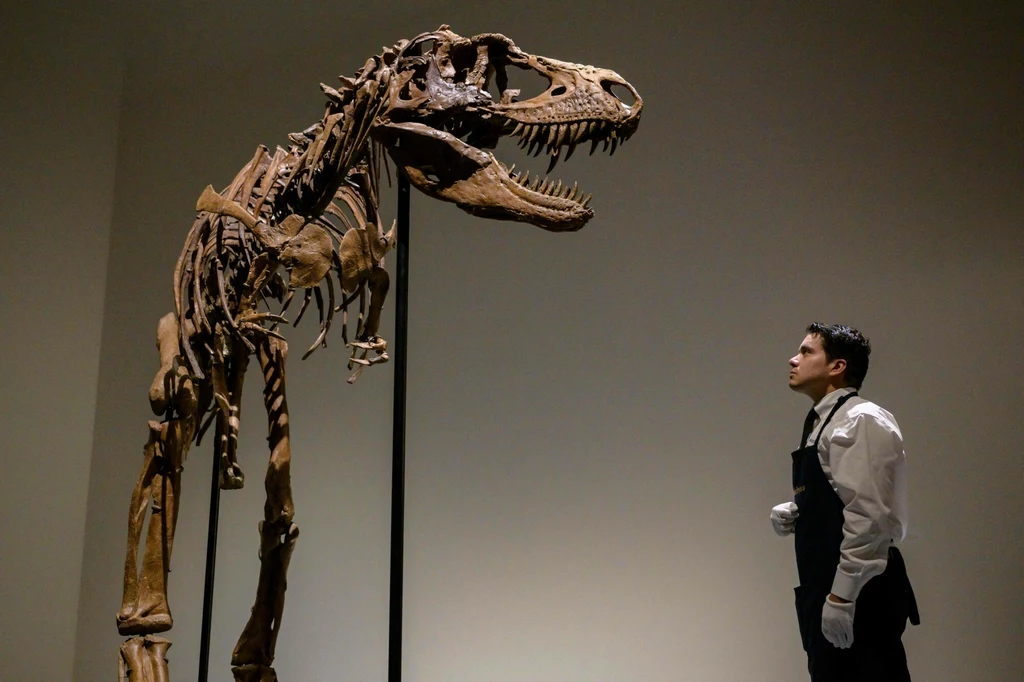 Szkielet gorgozaura w zestawieniu z człowiekiem