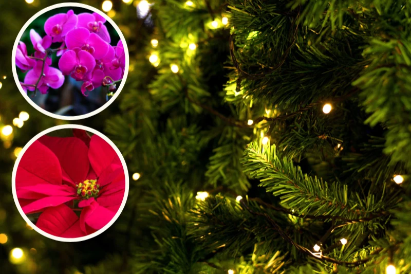 Jakie rośliny zamiast choinki sprawdzą się najlepiej? Wypróbuj dekoracje ze storczyków i gwiazdy betlejemskiej Jakie rośliny zamiast choinki sprawdzą się najlepiej? Wypróbuj dekoracje ze storczyków i gwiazdy betlejemskiej