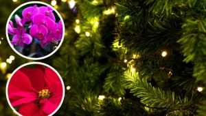 W tym roku nie kupuj choinki. Te rośliny też wprowadzą świąteczny klimat, a zajmą mniej miejsca