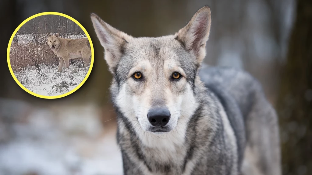 W woj. kujawsko-pomorskim zaobserwowano hybrydę psa i wilka. Gmina ostrzegła mieszkańców przed zwierzęciem (zdj. ilustracyjne)