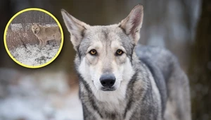Hybryda psa i wilka podniosła alarm na Kujawach. Zwierzę to zły znak