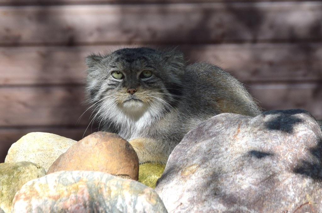 Manul Magellan