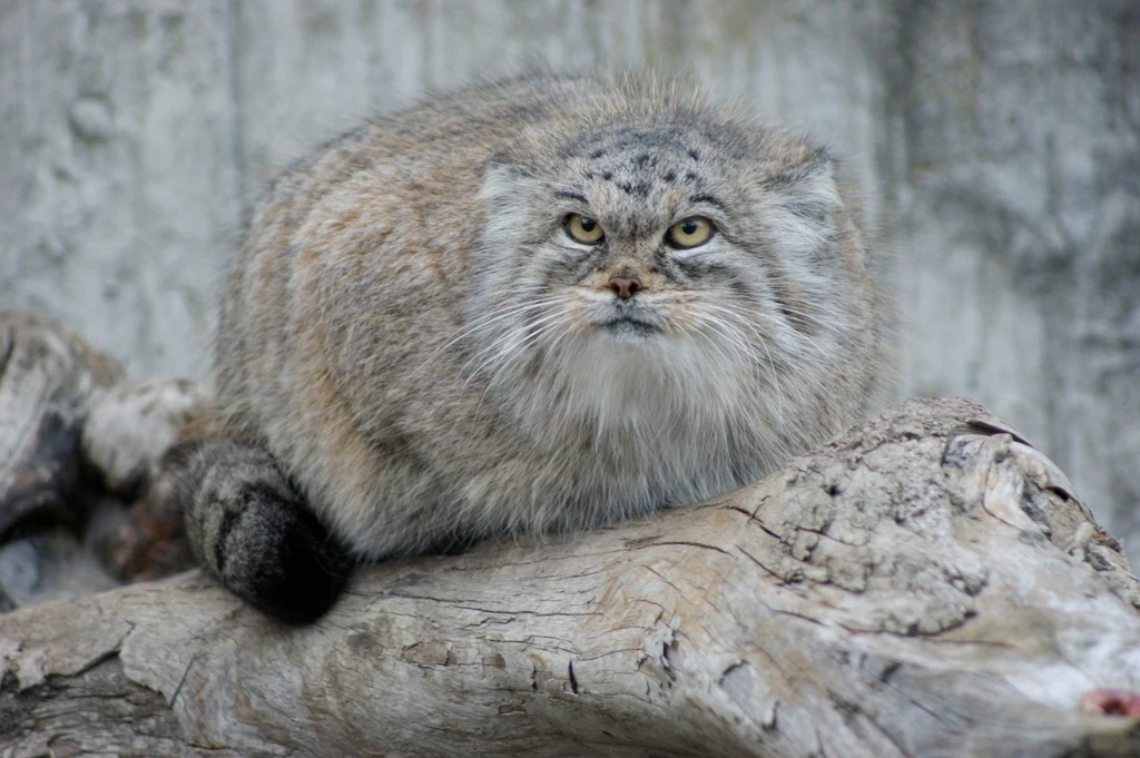 manul stepowy