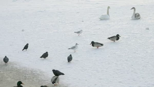 Ptaki w Poznaniu padają jeden po drugim. Policja bada, czy ktoś je otruł