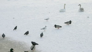 Martwe ptaki w parku Wilsona w Poznaniu. Policja bada sprawę