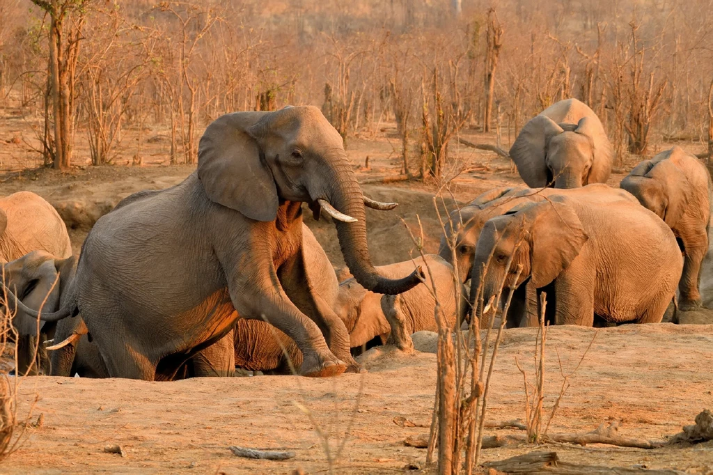 Słonie szukają wody w Hwange
