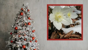 Pielęgnuj Różę Bożego Narodzenia w ten sposób, a będzie kwitła aż do wiosny
