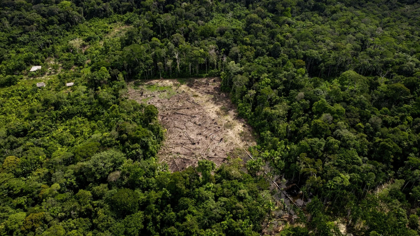 Wylesianie jest skutkiem nadmiernej hodowli zwierząt