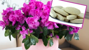 Kup w aptece za kilka złotych i podlej azalię. Po tej odżywce wystrzeli nowymi kwiatami