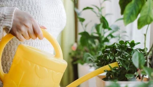 Podlewasz rośliny mlekiem? Kwiaciarka tłumaczy, czy to bezpieczne
