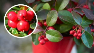 To najpiękniejsza roślina na wigilijny stół. Zachwyci wszystkich gości