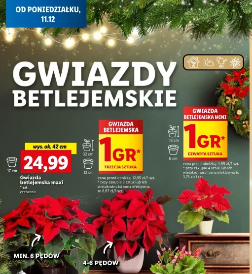 Promocja na gwiazdy betlejemskie w sieci supermarketów Lidl. Promocja na gwiazdy betlejemskie w sieci supermarketów Lidl.