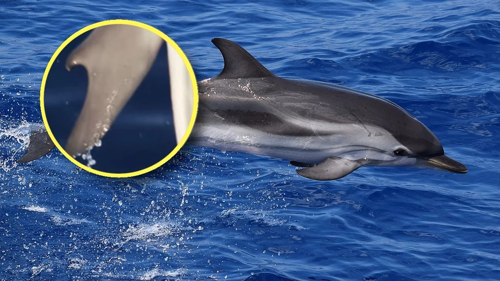 Naukowcy odkryli w Morzu Jońskim wyjątkowego delfina. Jego płetwy wyglądają jakby miały kciuki