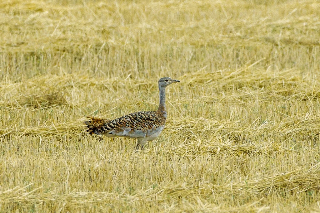 Samica dropia sfotografowana w Estremadurze w Hiszpanii