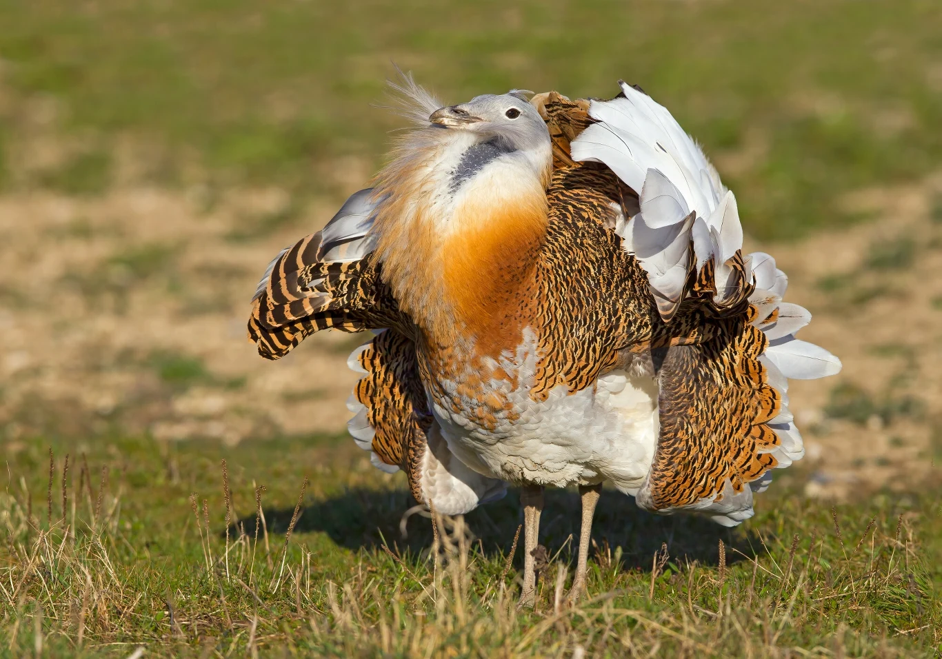 Tokujący samiec dropia