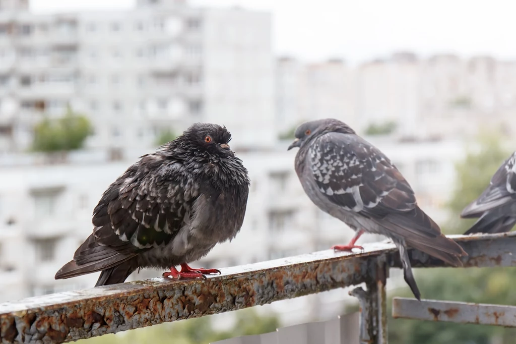 Jak odstraszyć ptaki? Domowe sposoby, by pozbyć się nieproszonych gości z balkonu