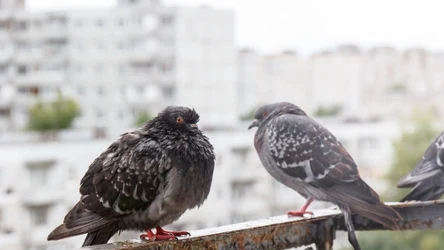 Jak odstraszyć gołębie? Domowe sposoby, by pozbyć się nieproszonych gości z balkonu