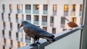 Ptaki będą omijać twój balkon z daleka. Pomogą proste, domowe sposoby