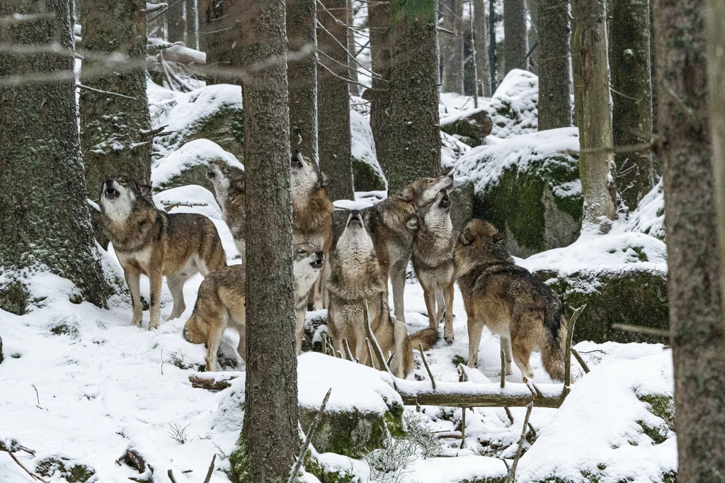 Powrót wilków w Karkonosze stworzył szansę na przywrócenie równowagi lokalnych ekosystemów. Niestety okazuje się, że rola wilka w naturze nadal nie jest rozumiana, a nawet nietolerowana