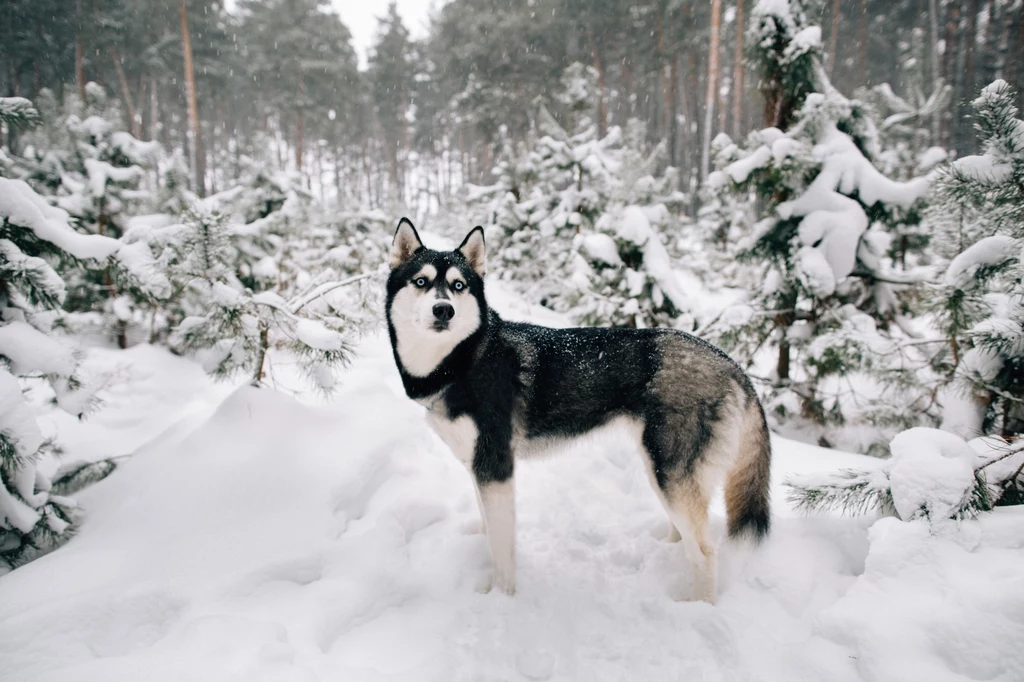 Husky są jednymi z tych psów, które nie potrzebują ubrań zimą 