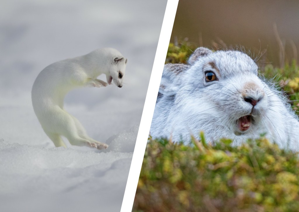 Gronostaj i zając bielak (fot. Karen Miller /Solent News & Photo Agency)