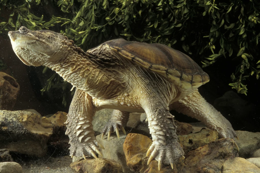 Żółw jaszczurowaty został celowo zwleczony m.in. do Polski