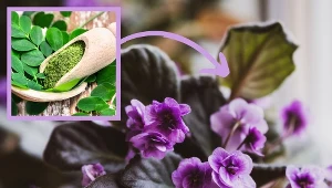 Fiołki kochają ten egzotyczny napój. Podlewaj je w ten sposób, a ugną się od kwiatów