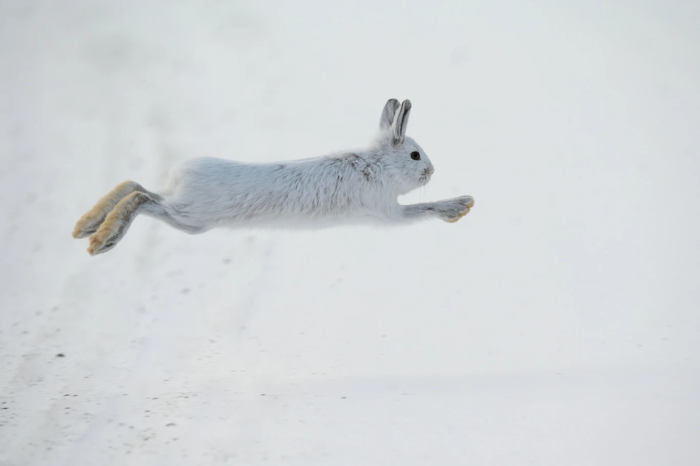 Zając bielak w Quebecu