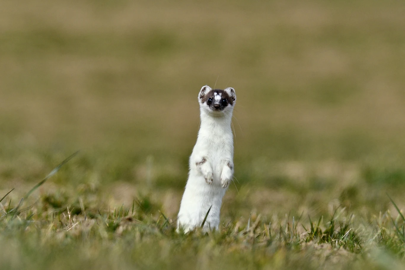 Gronostaj sfotografowany w październiku we Francji. Nie jest jeszcze w pełni biały