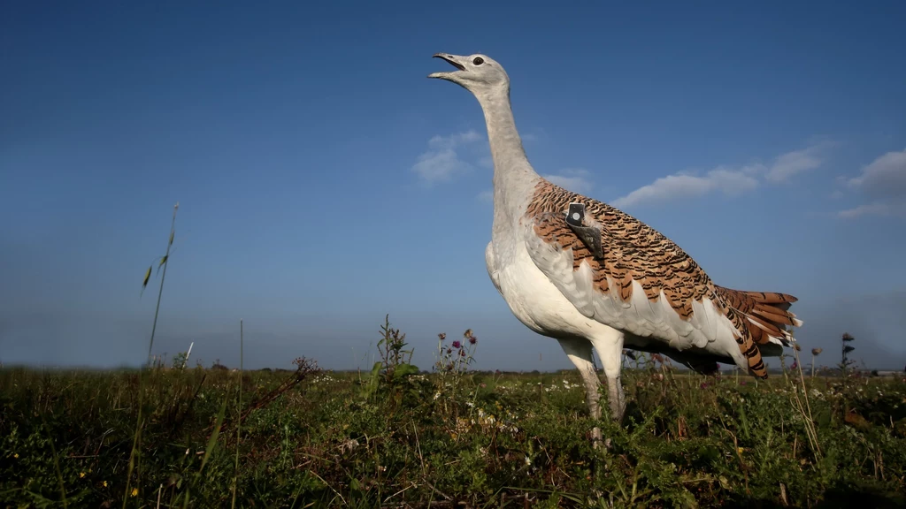 Jest szansa, że drop - do niedawna największy ptak Polski - powróci do naszego kraju. Pytanie tylko, czy uda mu się przeżyć w dzisiejszych warunkach