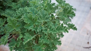 W PRL-u była w każdym domu, dziś jest cenniejsza niż złoto. Znasz ulubioną roślinę naszych babć?