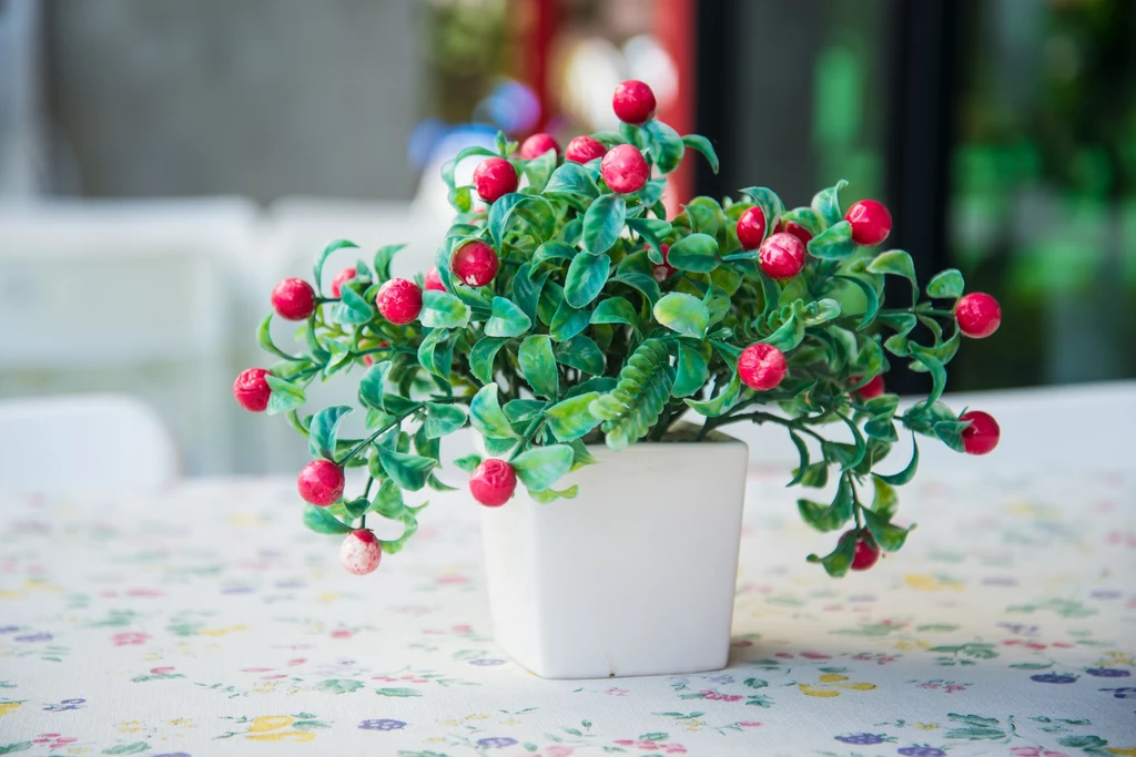 Gaultheria procumbens 