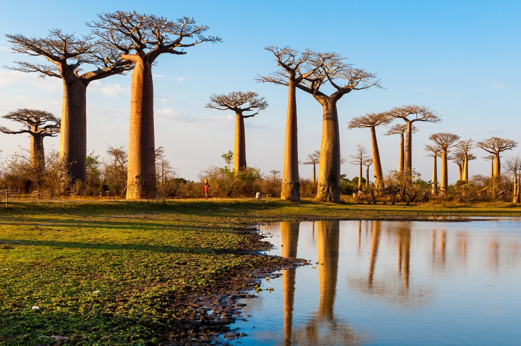 Aleja Baobabów na Madagaskarze