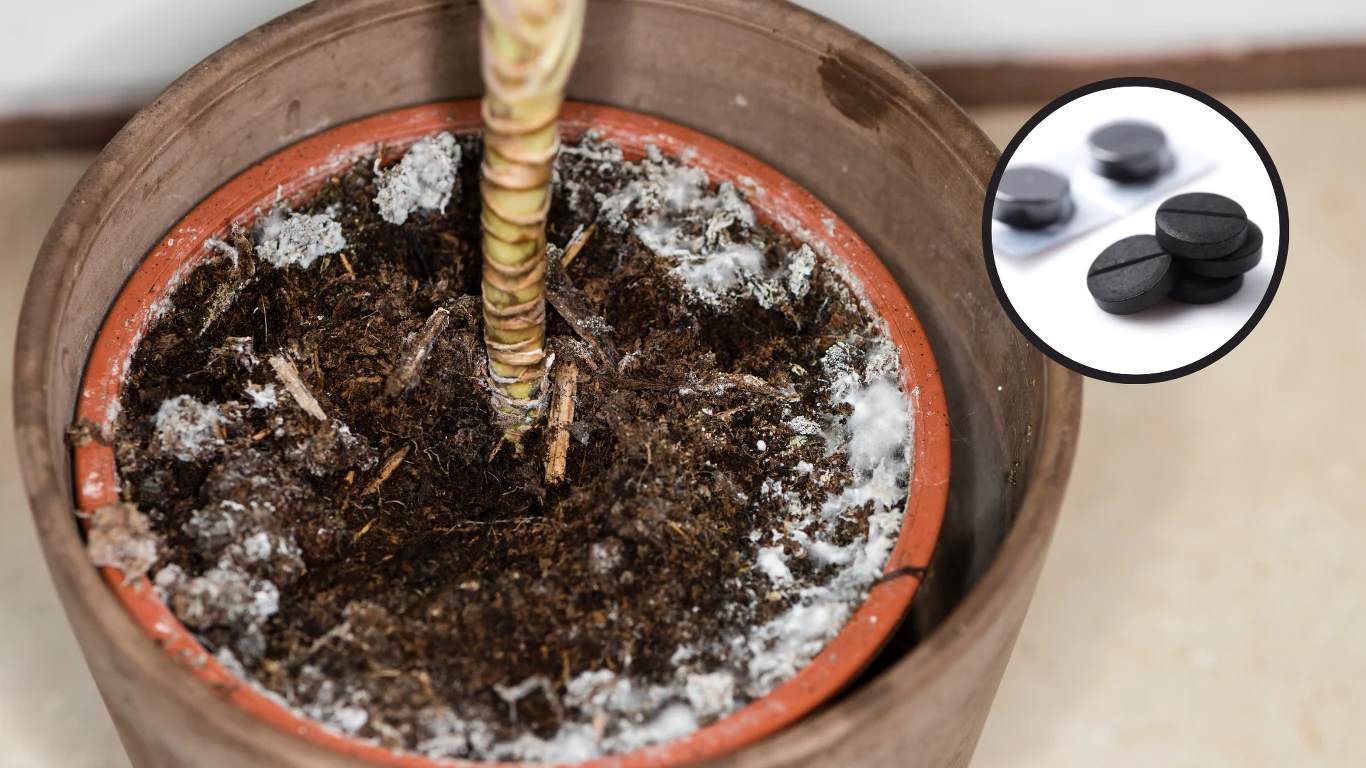 ​W aptece kosztuje mniej niż 6 złotych. Wsyp go do ziemi, a pozbędziesz się pleśni oraz ziemiórek