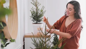 Jodłę kaukaską w doniczce podlewaj w ten sposób. Będzie zielona aż do lutego