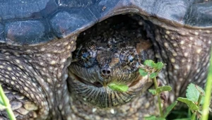 Żółw jaszczurowaty to na szczęście jeszcze w Polsce rzadkość. Ale zdarzają się osobniki żyjące na wolności