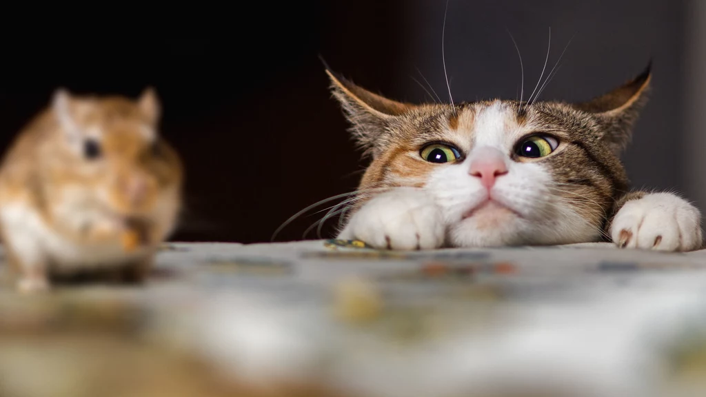 Naukowcy oszacowali, ile gatunków pożerają koty domowe. Wyniki są szokujące